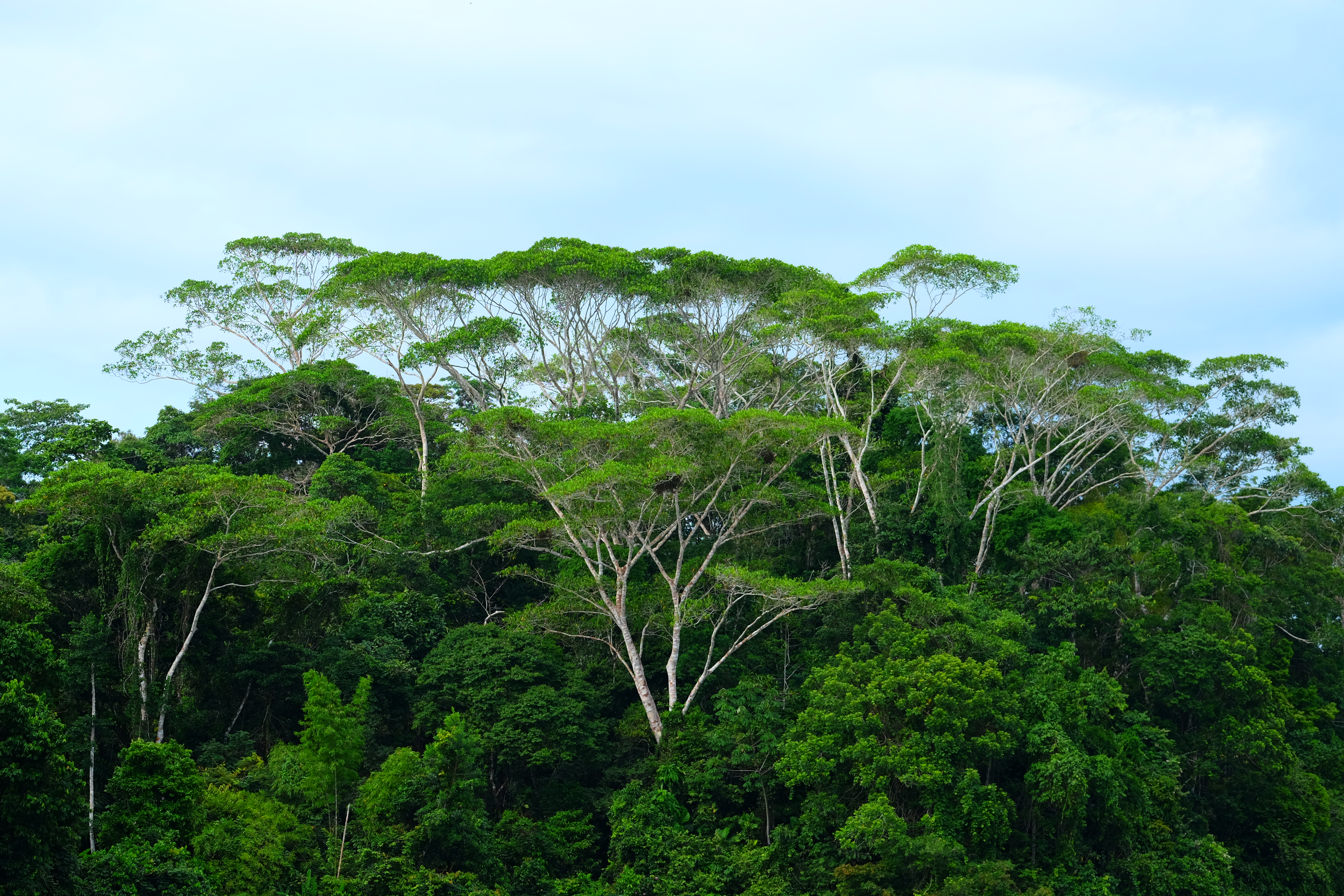 Yasuni National Forest Ecuador photo 8