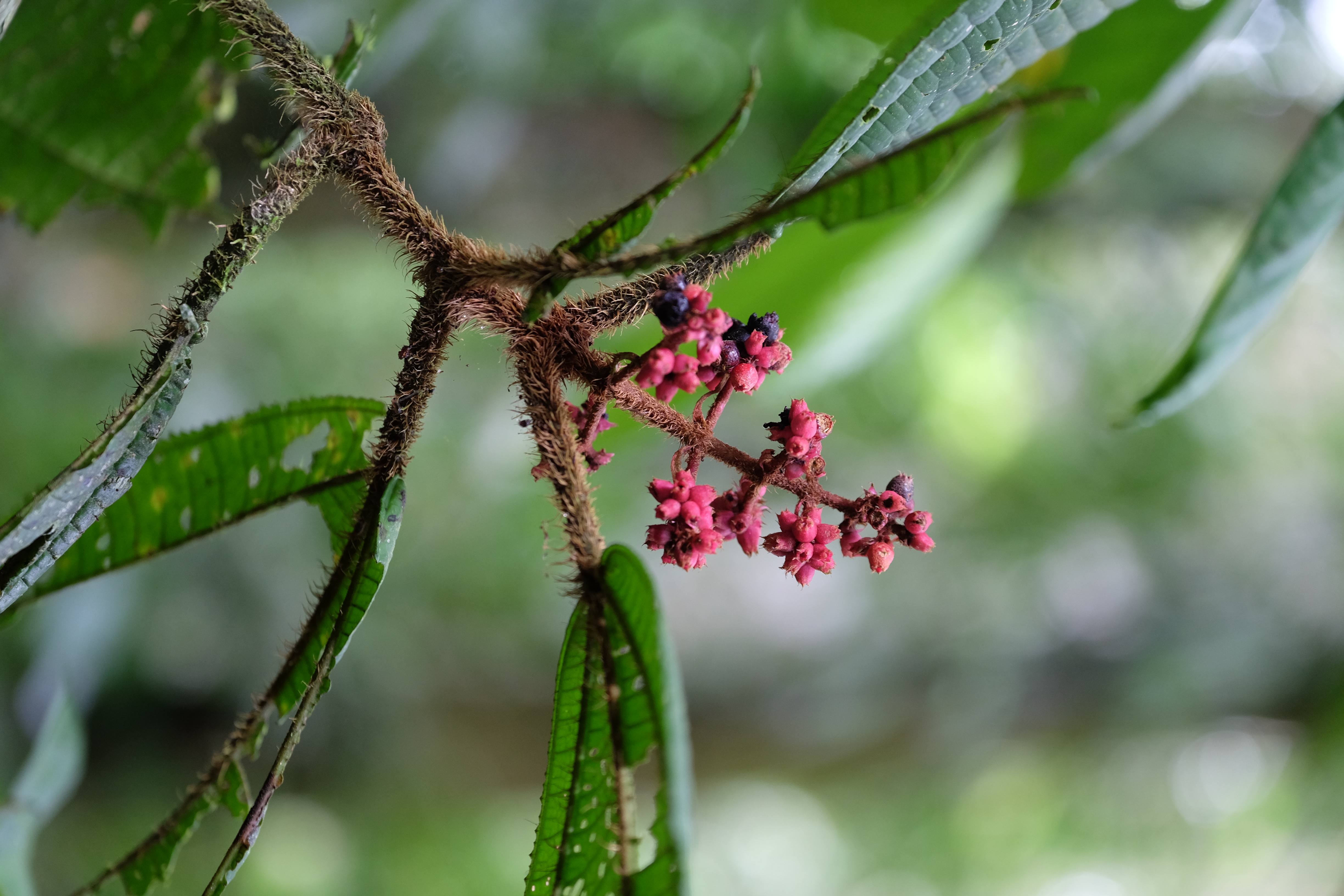 Yasuni National Forest Ecuador photo 10