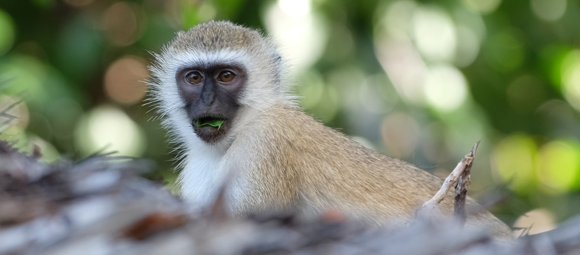 Zanzibar Tanzania photo 1
