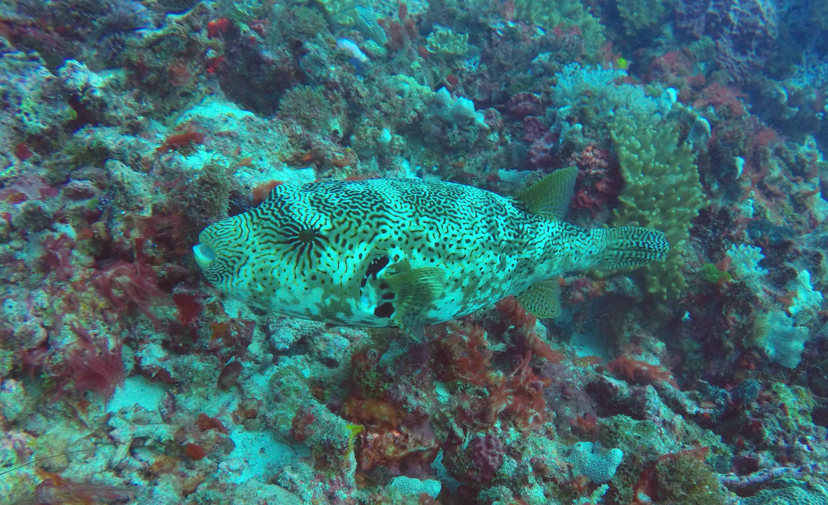 Zanzibar Tanzania photo 3