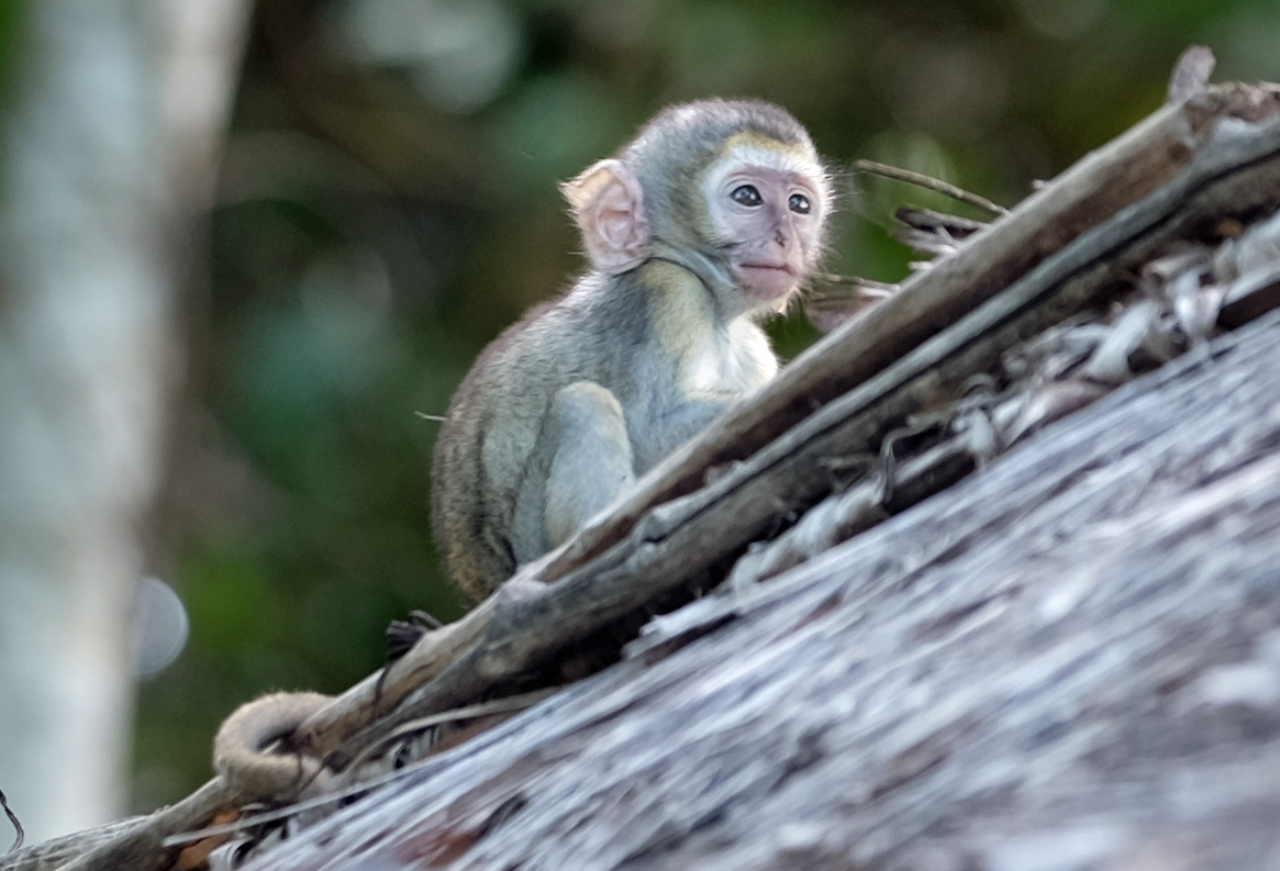 Zanzibar Tanzania photo 5