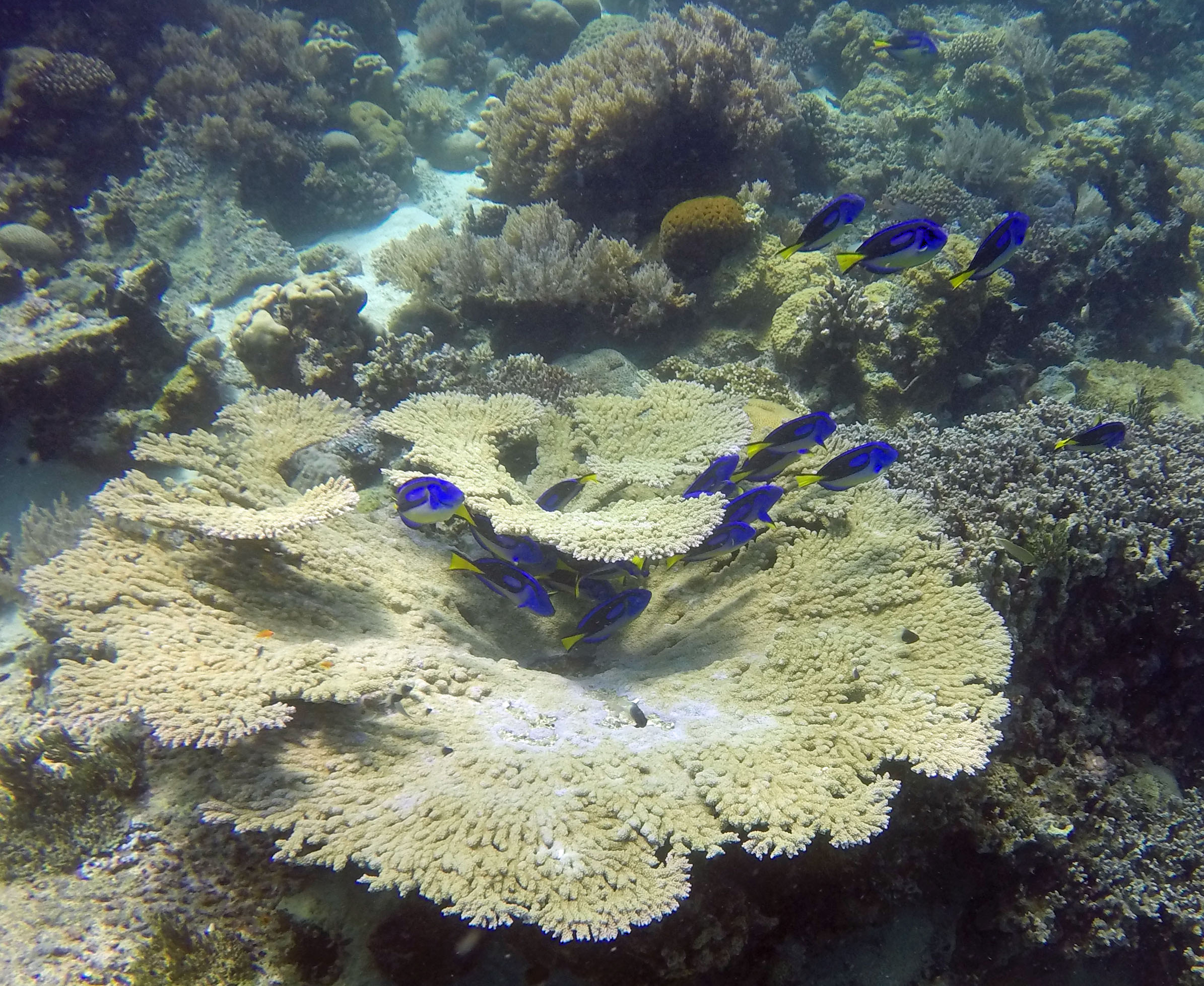 Zanzibar Tanzania photo 6