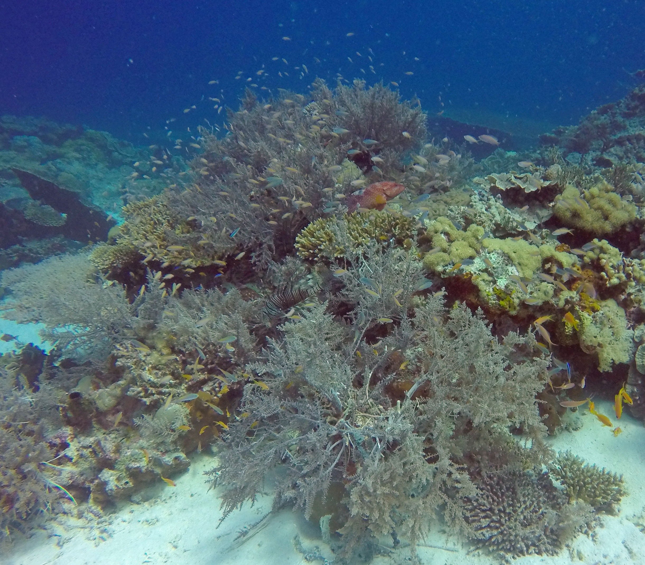 Zanzibar Tanzania photo 7