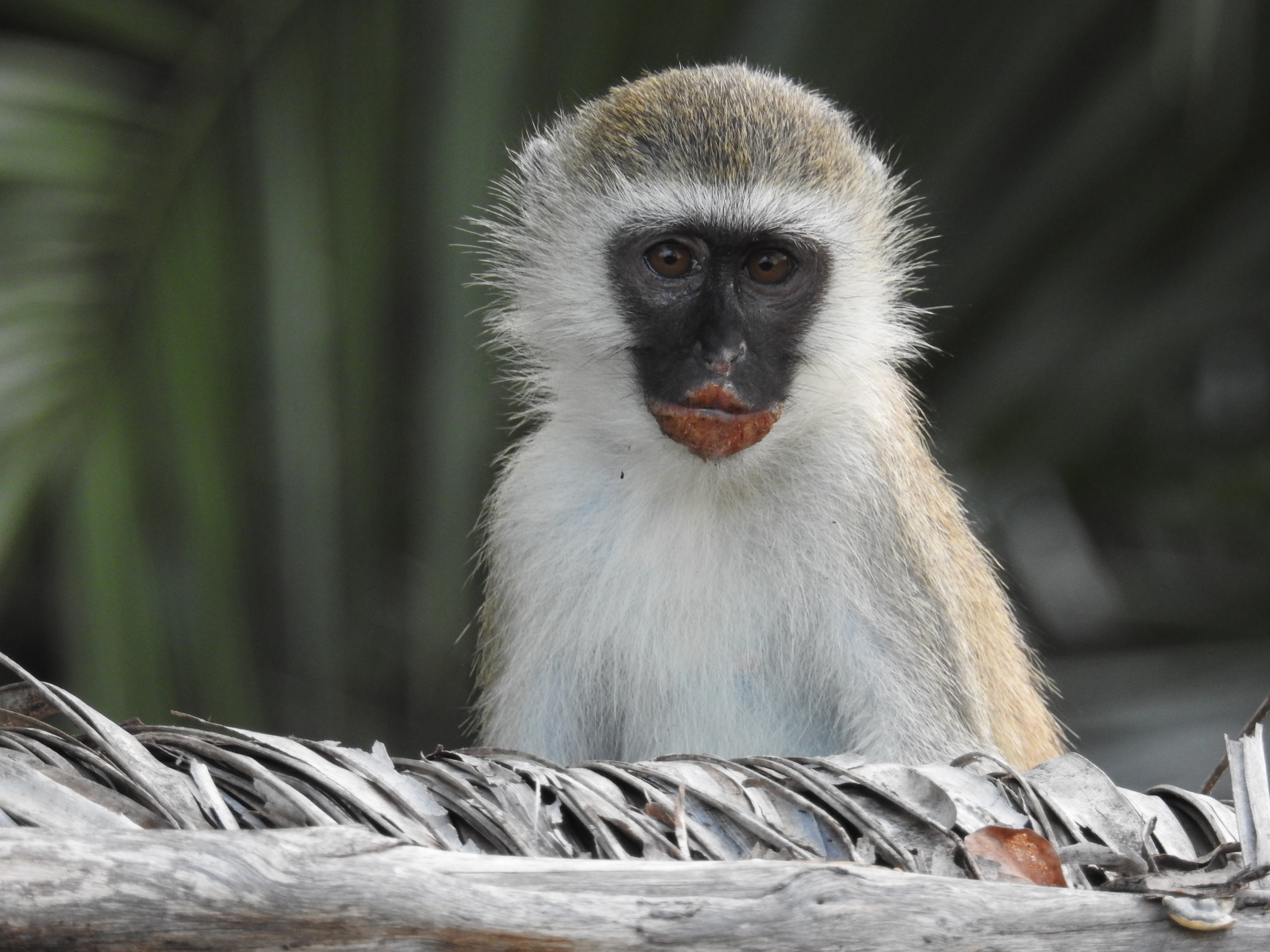 Zanzibar Tanzania photo 10