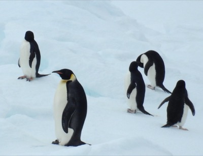 Antarctic Sound Antarctica