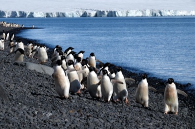 Brown Bluff Antarctica