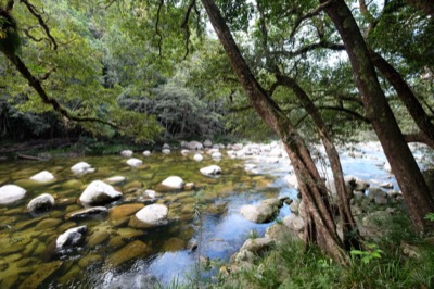 Daintree Rain Forest Australia