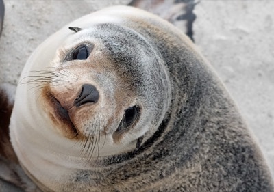 Kangaroo Island Australia