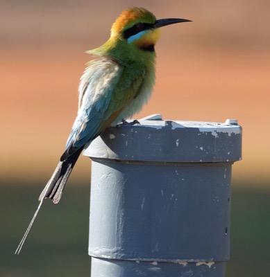 Mary River Australia