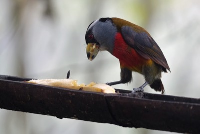 Mashpi Cloud Forest Ecuador