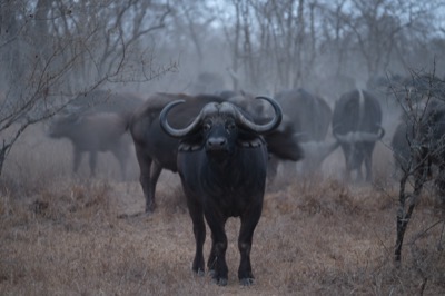 Sabi Sands South Africa