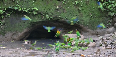 Yasuni National Forest Ecuador